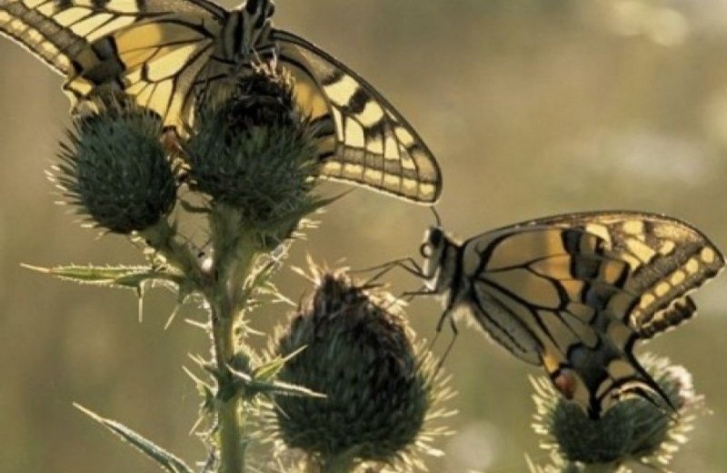 Nationalpark Hoge Kempen