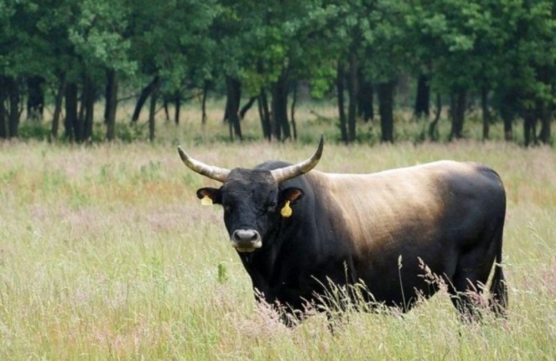 Taurus-Rinder beobachten