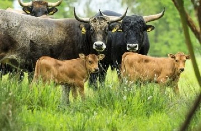 Thumb tauros kudde spotten natuurmonumenten